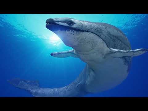 Basilosaurus - Der urzeitliche Killerwal🐳