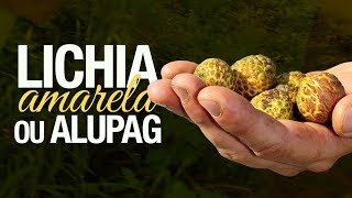 Miniatura do vídeo