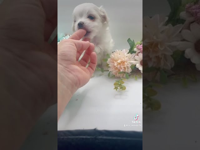 Vídeo relacionado con Uni-Toys - Maltés - 18 cm (Altura) - Perro de Peluche, Mascota - Peluche