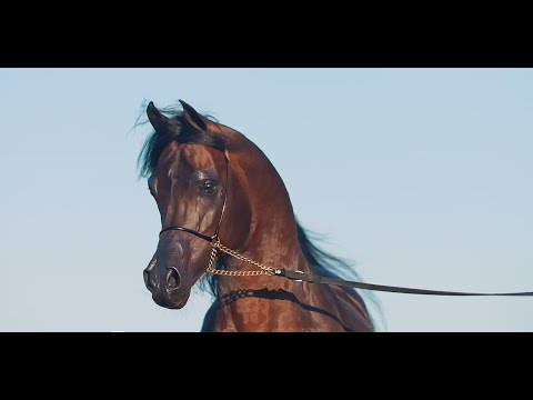 🔥 D IBN RASHEEM 🔥 - 2016 Stallion