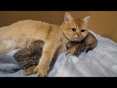 The day Mimi the cat became the mother of Lili's kittens