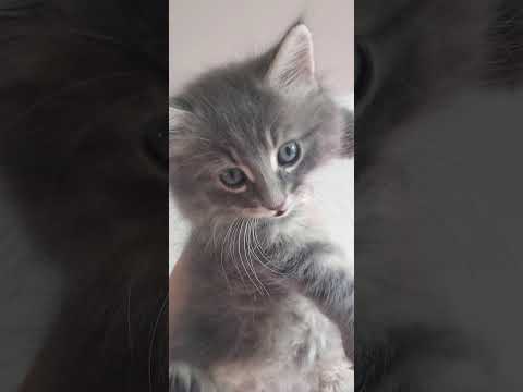 7-week old foster kittens update #Shorts - YouTube