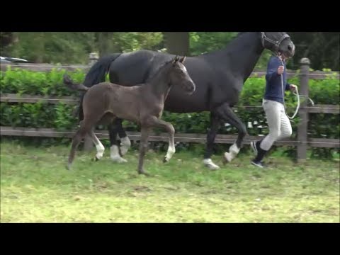 *2019 Stute von Le Vivaldi - Di Caprio