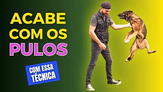 PARAR DE PULAR - Entenda como fazer seu cachorro NÃO PULAR em você.