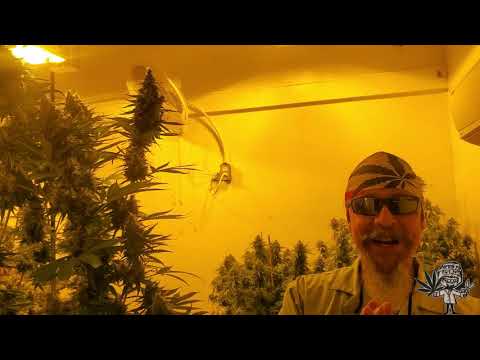 Grow Update - Day 59 - Checking Plants, Colas and Cannabinoids