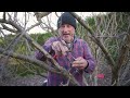 How To Prune A Plum Tree