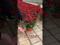 Pot Flowers Watering Techniques #satisfying #short