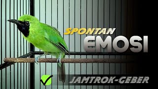 Download lagu 🔴SPONTAN EMOSI‼️CUCAK IJO GACOR JAMTROK GEBER-GEBER FULL TEMBAKAN mp3 Download lagu 🔴SPONTAN EMOSI‼️CUCAK IJO GACOR JAMTROK GEBER-GEBER FULL TEMBAKAN mp3