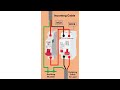 Electrical Connection of MCB & RCCB #shorts #youtubeshorts @ElectricalTechnician