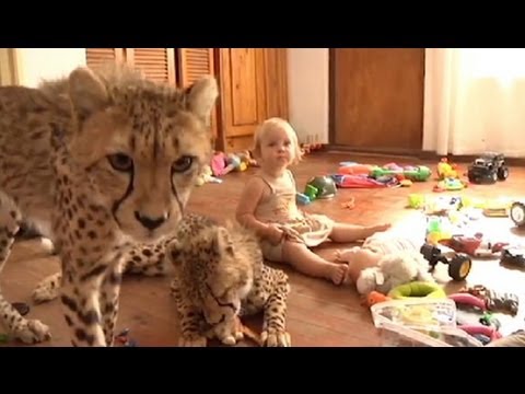download lagu mp3 mp4 Living With Cheetahs, download lagu Living With Cheetahs gratis, unduh video klip Living With Cheetahs
