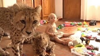 Toddlers Live With Cheetahs Video: &#39;Cheetah House&#39; Documentary Follows S. African Family