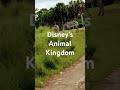 Disney S Animal Kingdom Kilimanjaro Safaris Grevy S Zebra
