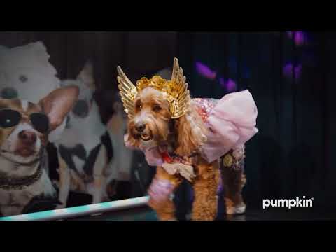 Gracie on the Runway