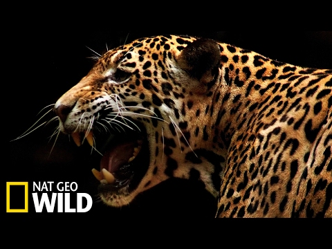 Un jaguar attaque un caïman - Animal Fight Club