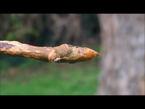 Hybrid black poplar (Populus x canadensis) - bud close up - December 2017