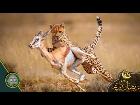 Leopard and Lion Competition