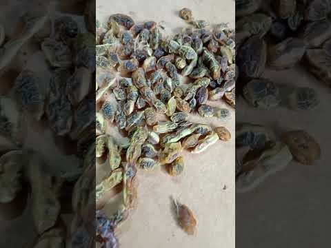 Софора плод (1 кг) - фото 1 - id-p2726060876