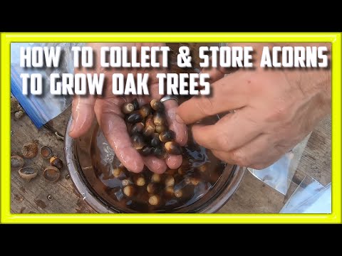 How to Collect and Store Acorns to Grow Oak Trees