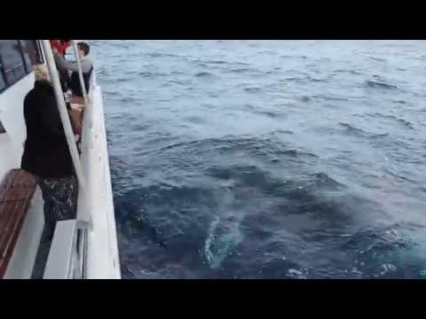Oz Whale Watching