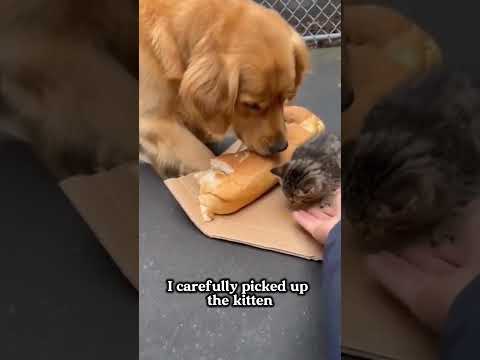 The Dog Who Stole Bread to Save a Kitten