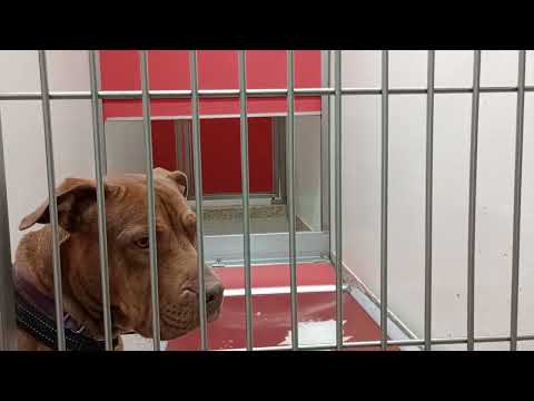 Caramel 2y A859193 kennel 142 PACC shelter she came near me sporadically but I loved her kindness596