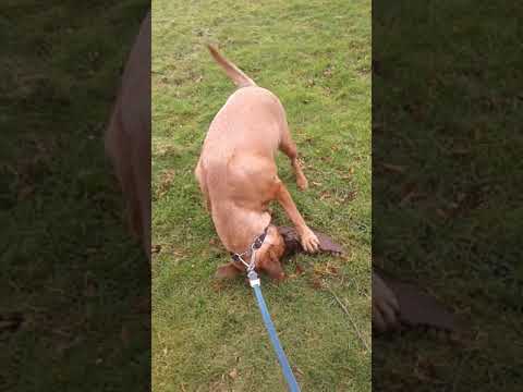 LOVA rita i de blöta löv  .