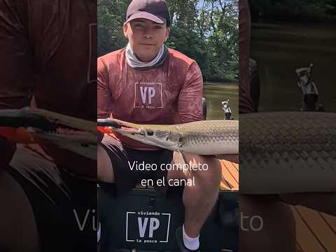 Pesca de Gaspar en Río Frío, Caño Negro, Los Chiles #garfish #aligatorfish #aligatorgar