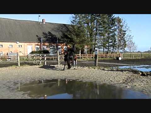 Devine, Geb.2011, Stute, Stkm.ca. 169 cm,  von Diatano x Falsterbo