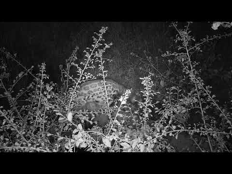 Djuma: Genet on box below cam looking for a meal - 04:19 - 05/03/20