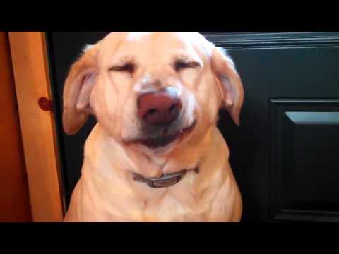 Culpado! Volta o cão arrependido... (legendado)