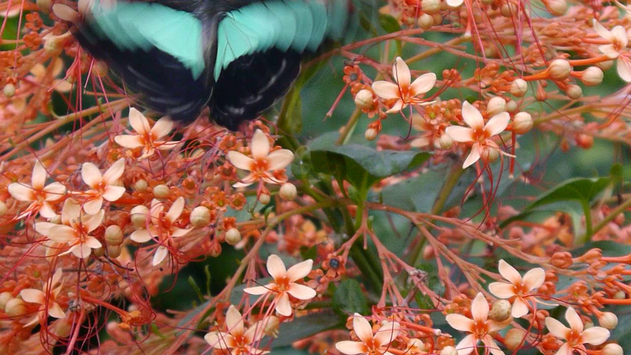 Papilio phorcas African swallowtail butterfly feeding on flower showing green patterned wings in natural habitat