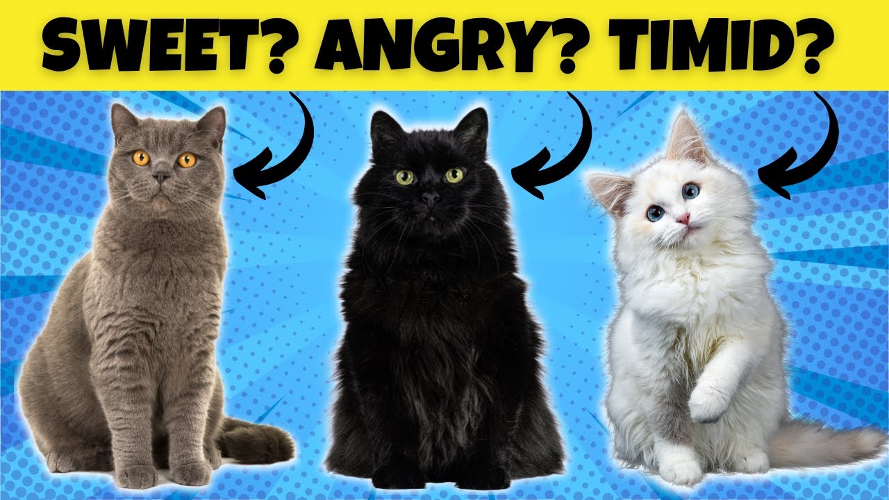 Do cats have personalities based on color? Tipseri