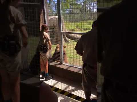 North American black bear presentation at Zoo Miami