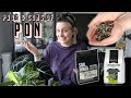 Why You Should Use PON 🪴 Pros & Cons of Semi-Hydroponics