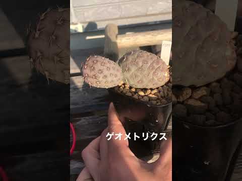 テフロカクタスについて詳しく解説