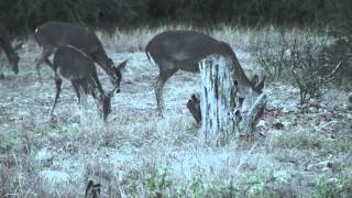 preview picture of video 'Whitetail Deer Fever Big Time'