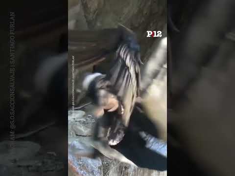 😍 Nació un nuevo pichón de cóndor andino en el Parque Provincial Tupungato, Mendoza