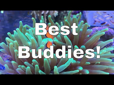 Clownfish and Anemone Symbiotic Relationship