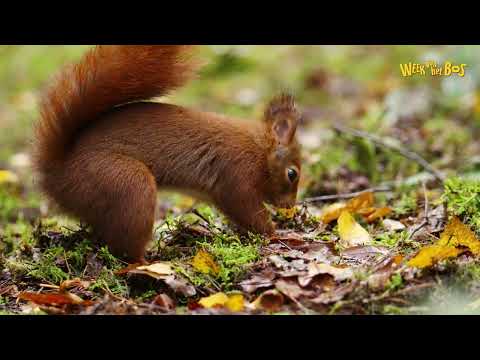 Week van het Bos - Onze Natuur | Kleuter