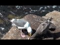 Seagull Feeding Its Young Monterey Bay