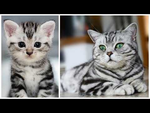 12 American Shorthair Cat Facts