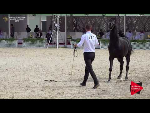 N.211 MASHHUOR ALJALAWTYAH - Asharqia Classic 2018