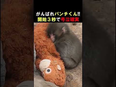 がんばれパンチくん‼︎開始3秒で号泣確実#感動#可愛い#動物#猿#shorts