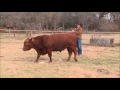 How Do You Handle Bulls
