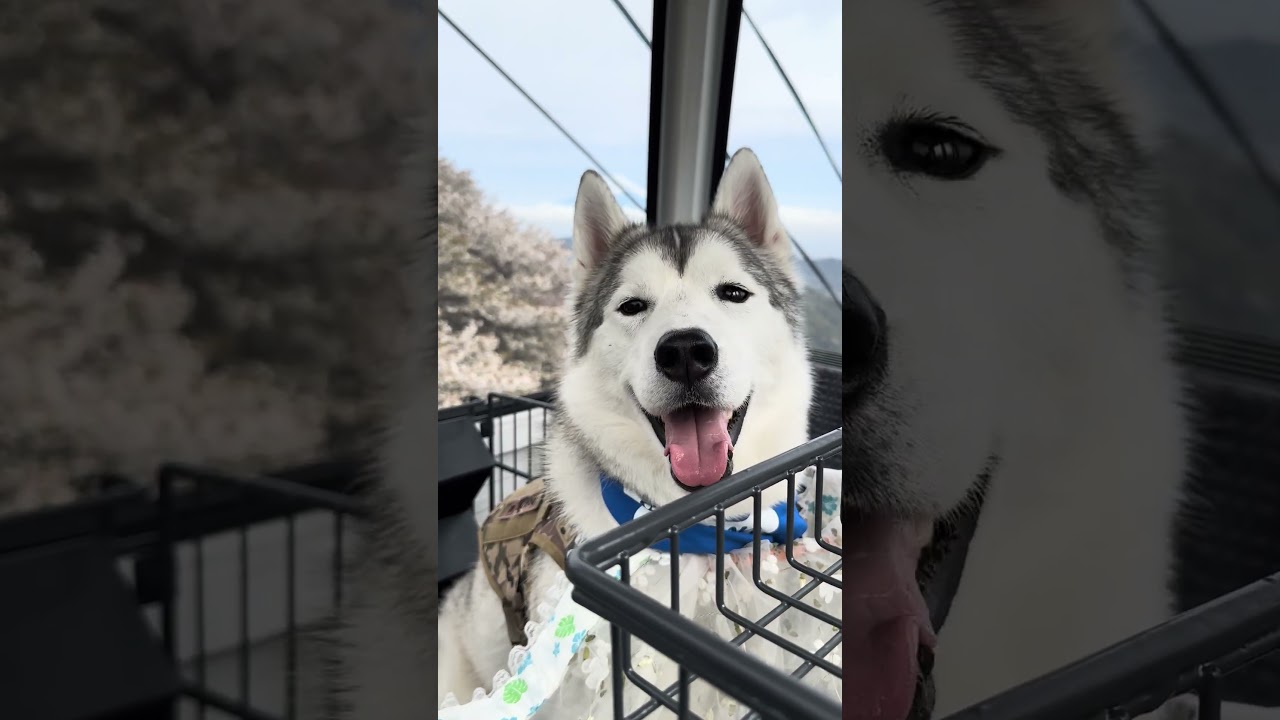 ボビーとロープウェイ🚡🗻 #husky