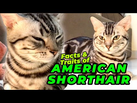 American Shorthair Cat Breed: Facts and Personality Traits