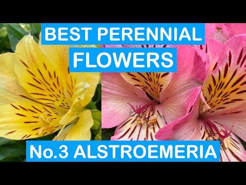 BEST PERENNIAL FLOWERS No.3: ALSTROEMERIA - EASY TO GROW; MONTHS OF COLOUR; HARDY PERENNIALS