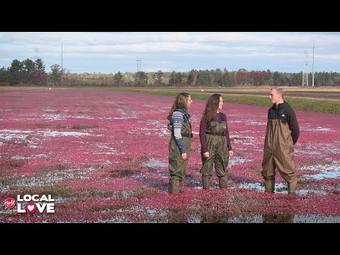 Big Y Local Love - Cape Cod Select Cranberries in Carver, MA