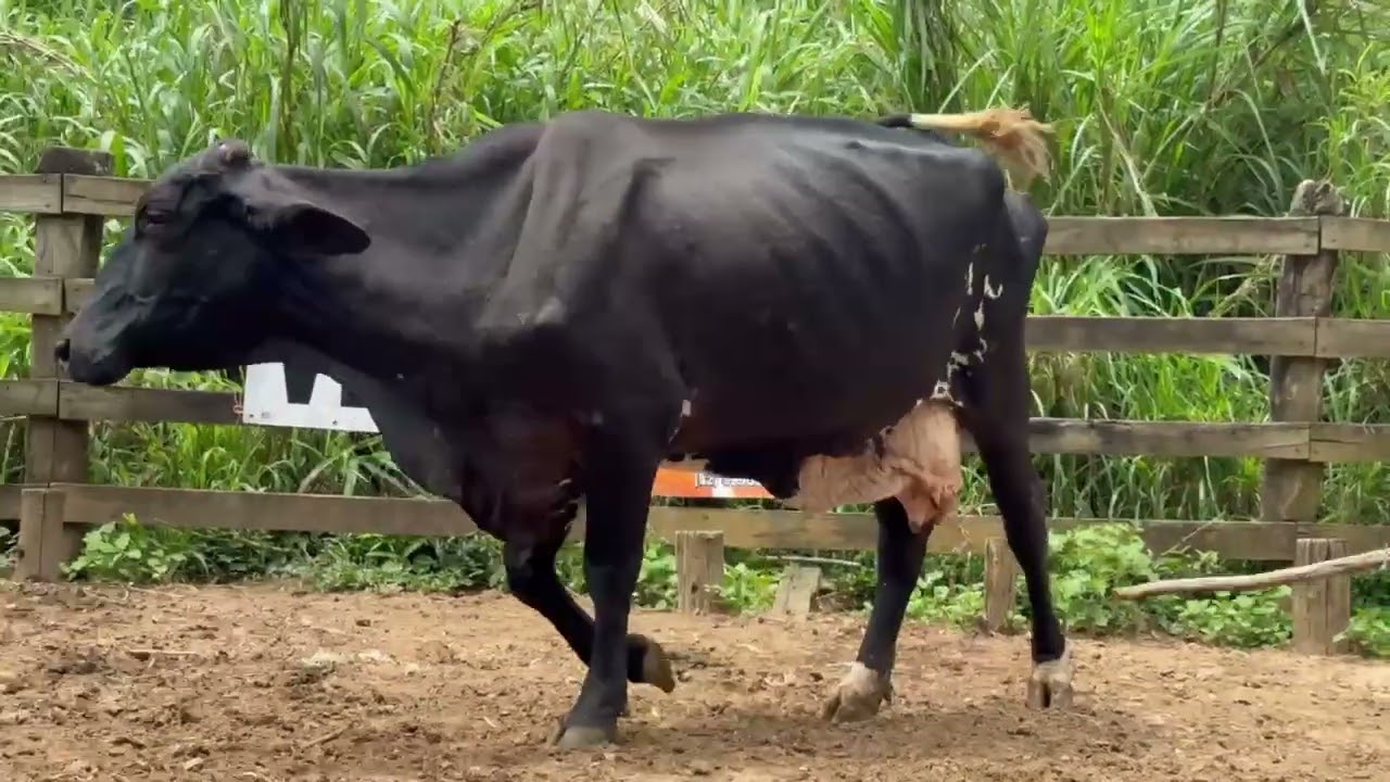 LOTE 22 - 01 VACA  1/2 SANGUE; PRENHES: COBERTA DIA 06/07/26;