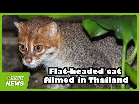 Flat-Headed Cat Filmed In Thailand – The First Confirmed Sighting In Almost 30 Years